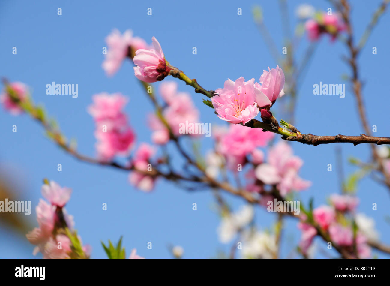 Fiori di Ciliegio, Yokohama JP Foto Stock