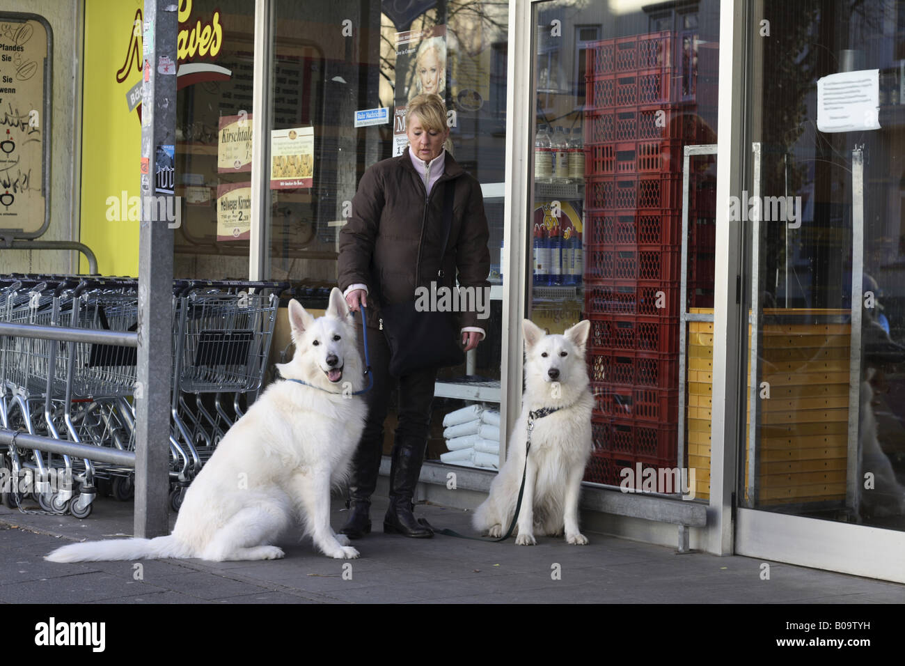 Berger Blanc Suisse (Canis lupus f. familiaris), donna in attesa con due cani davanti a un negozio Foto Stock