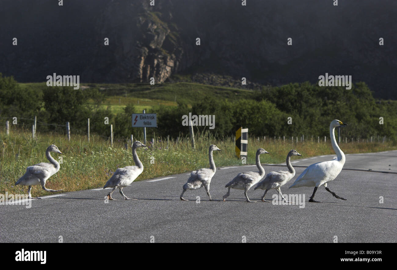 Whooper swan (Cygnus Cygnus), femmina è attraversare una strada con i capretti cigni, Norvegia, Vesteralen Foto Stock