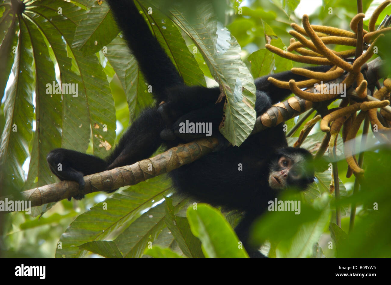 Bianco-whiskered spider monkey nella struttura ad albero superiore. Foto Stock