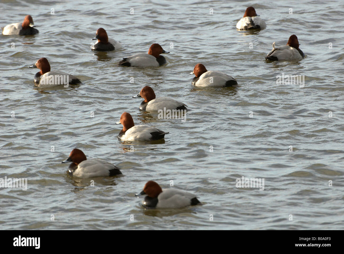 WWT Welney Pochard Aythya ferina dalla zona di osservazione Foto Stock