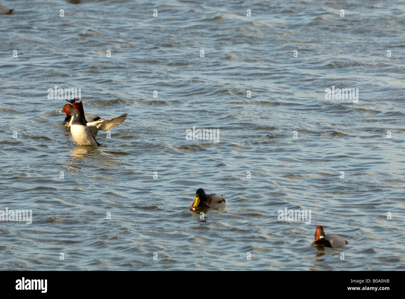 WWT Welney Pochard Aythya ferina Foto Stock