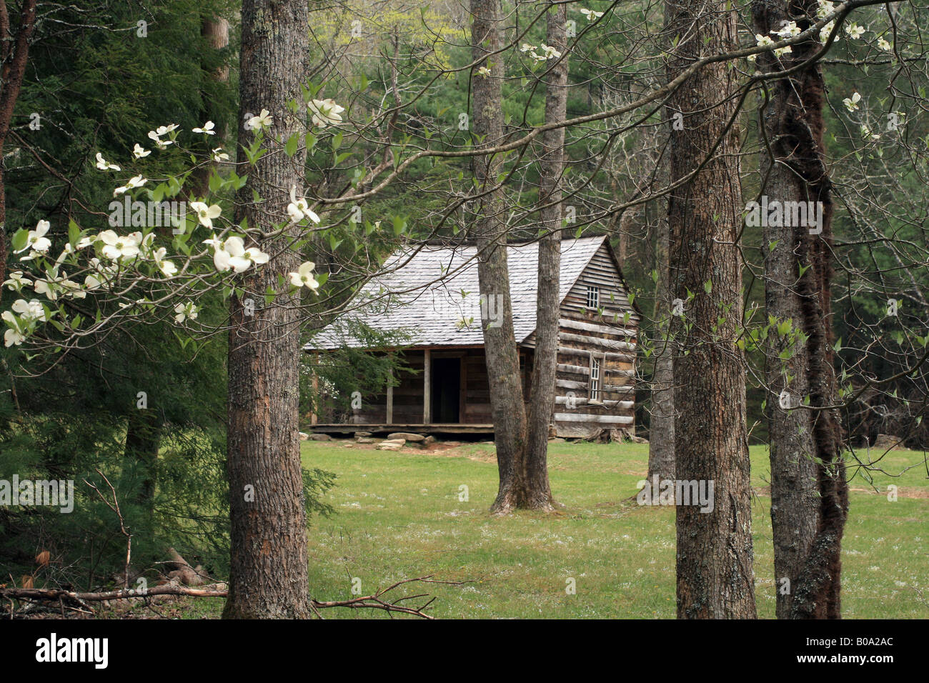 Protezioni Carter cabina con molla Sanguinello blumi Parco Nazionale di Great Smoky Mountains Foto Stock