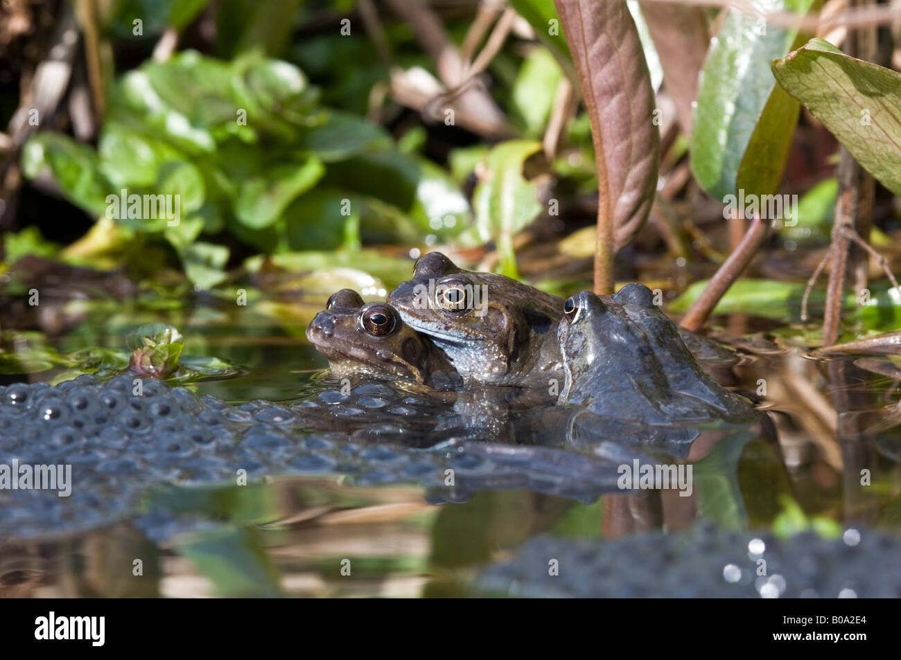 Rane comuni (rana temporaria) coniugata in un laghetto in giardino. Foto Stock
