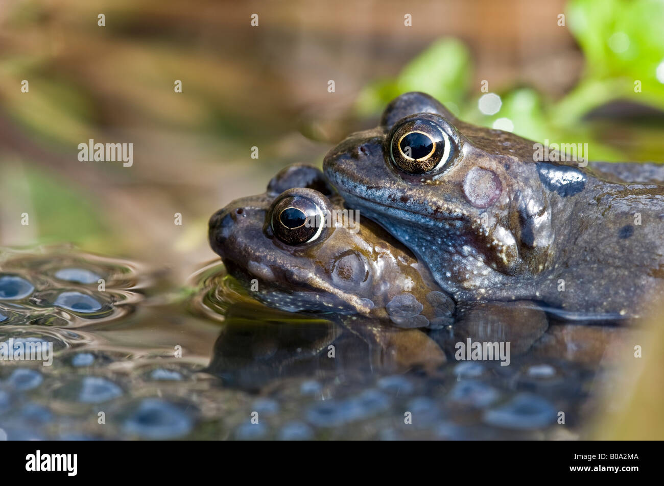 Coppia di rane comuni (rana temporaria) coniugata in un laghetto in giardino. Foto Stock