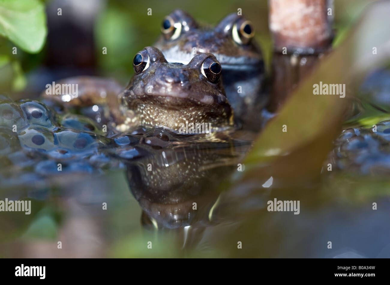 Coppia di rane comuni (rana temporaria) coniugata in un laghetto in giardino. Foto Stock