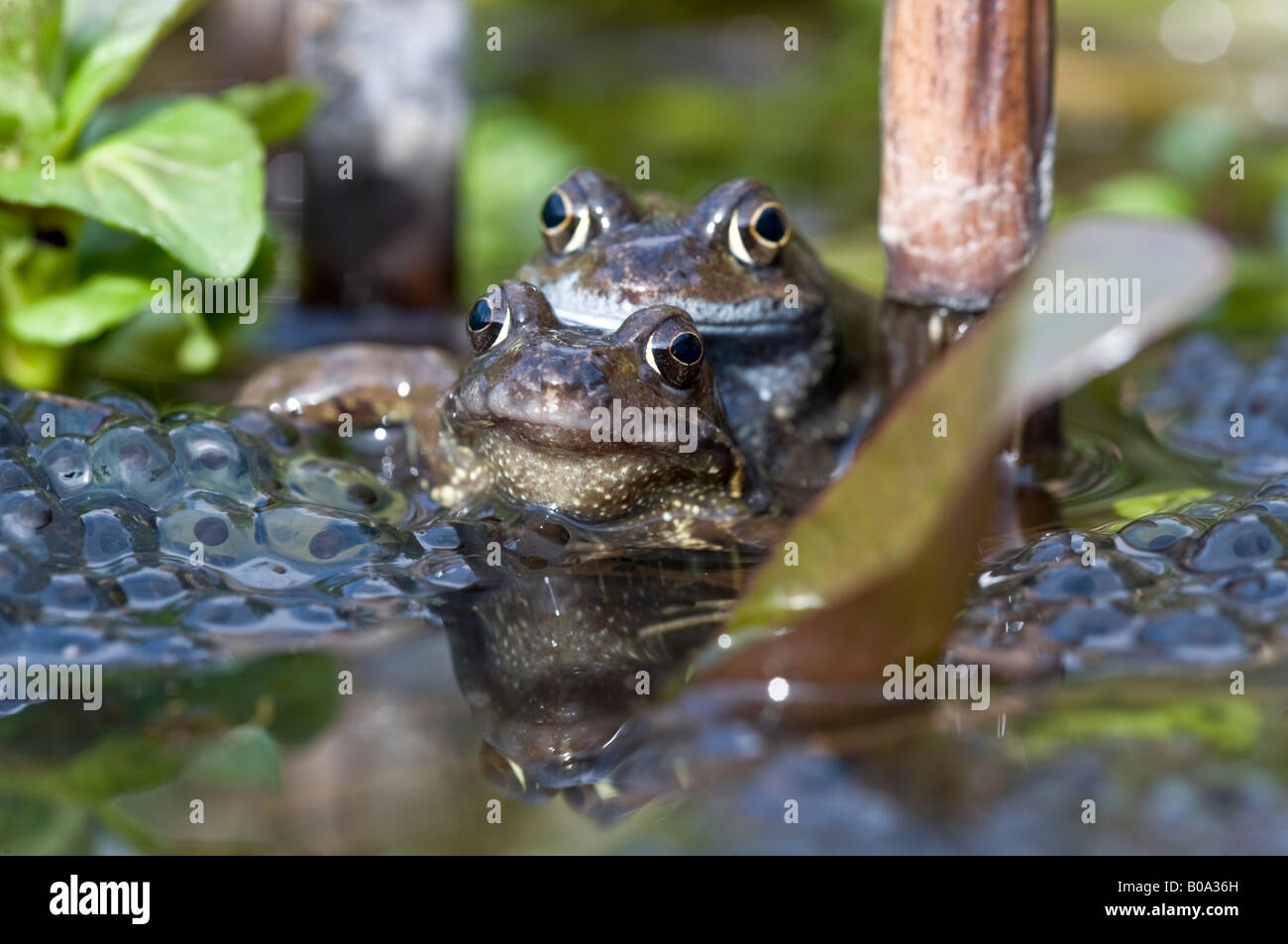 Coppia di rane comuni (rana temporaria) coniugata in un laghetto in giardino. Foto Stock
