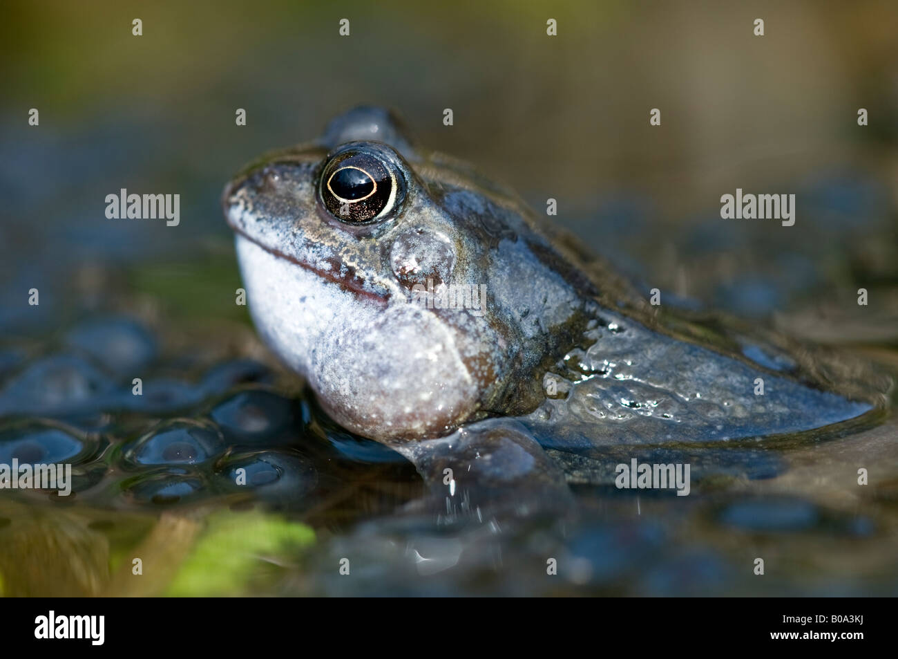 Rana comune (rana temporaria) con frogspawn in un laghetto in giardino. Foto Stock