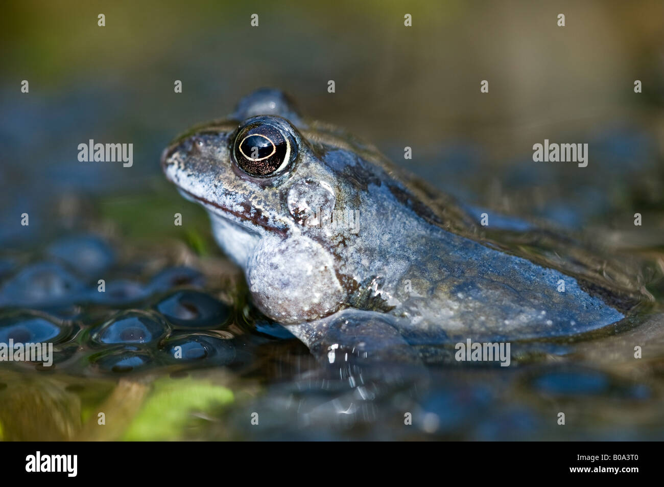 Rana comune (rana temporaria) con frogspawn in un laghetto in giardino. Foto Stock