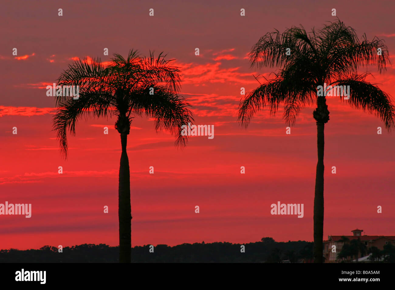 Twin Palms in un cielo di Sunrise Costa del Golfo della Florida Foto Stock
