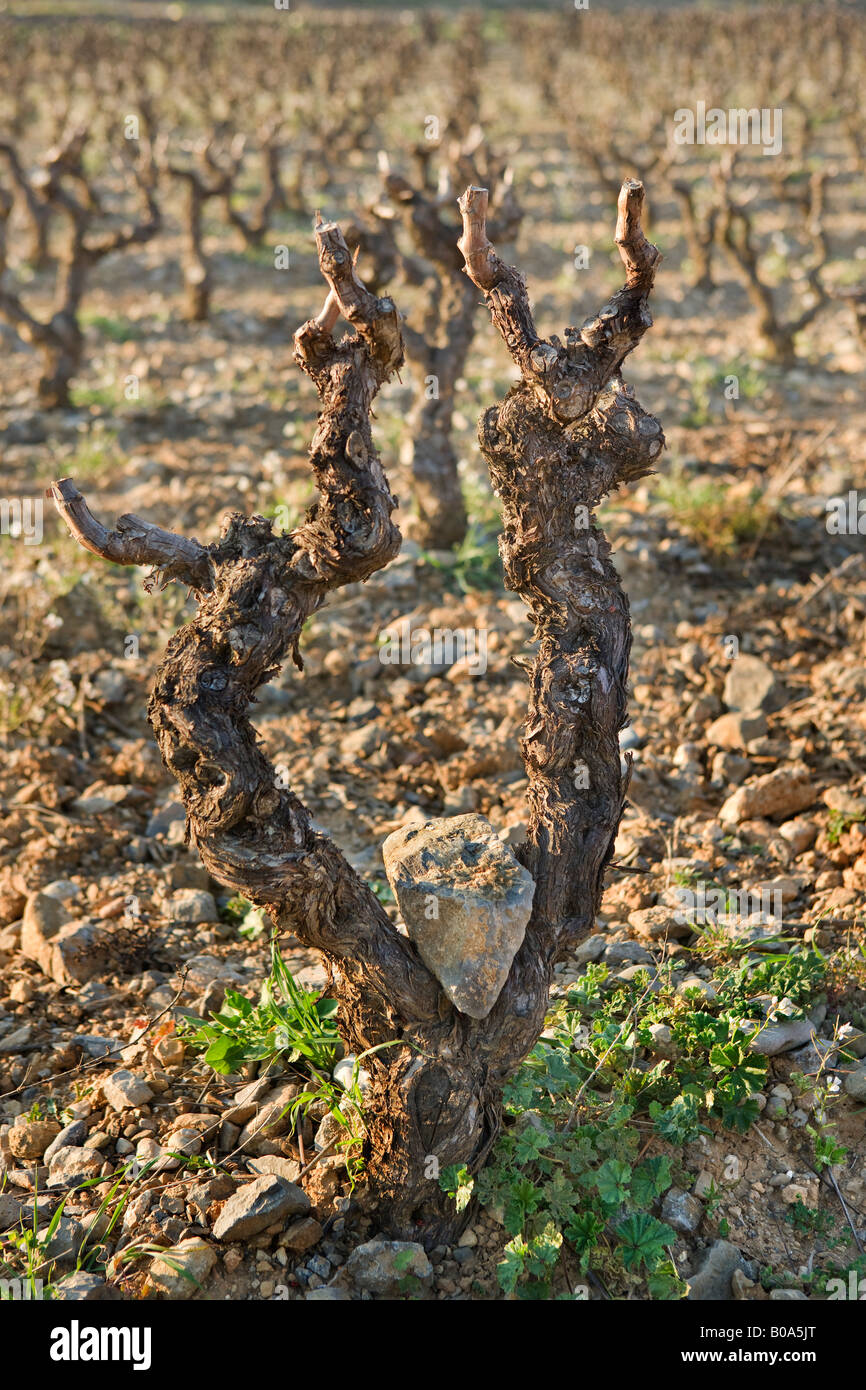 Una roccia bilanciato tra i rami secchi di un vitigno Foto Stock