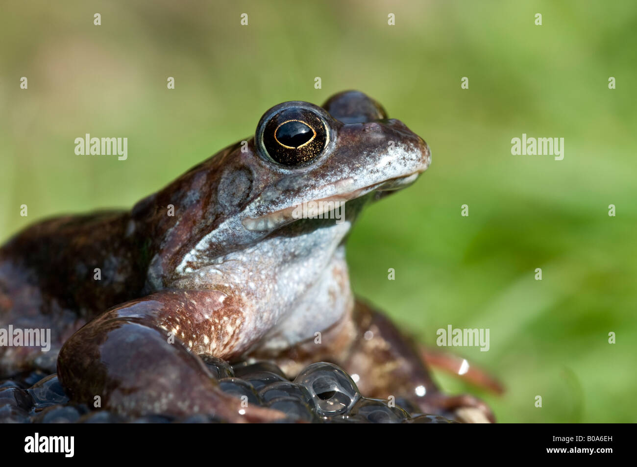 Femmina Rana comune (rana temporaria) con frogspawn in un laghetto in giardino. Foto Stock