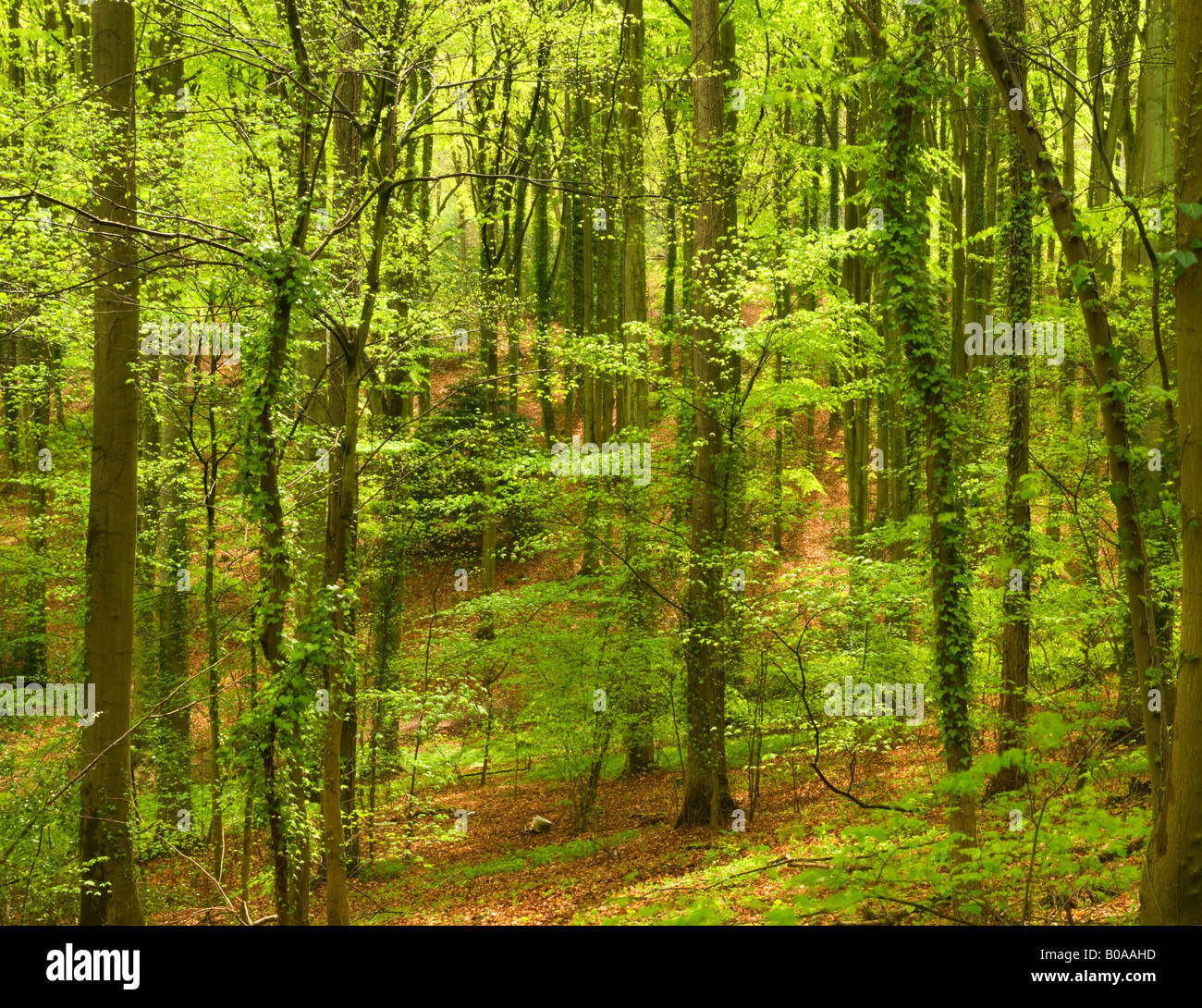 Bosco in inglese Foto Stock