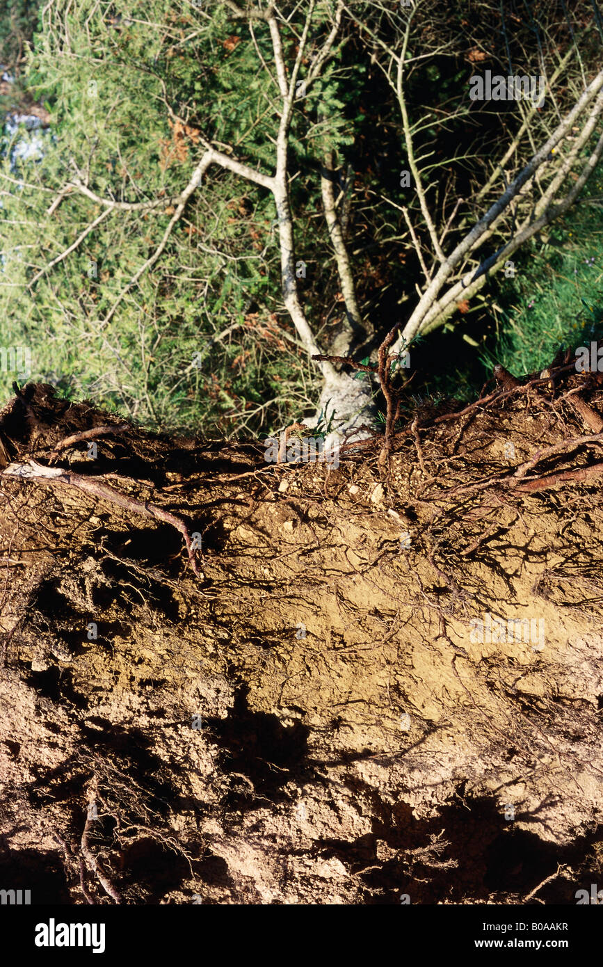 Alberi sradicati, ad alto angolo di visione Foto Stock