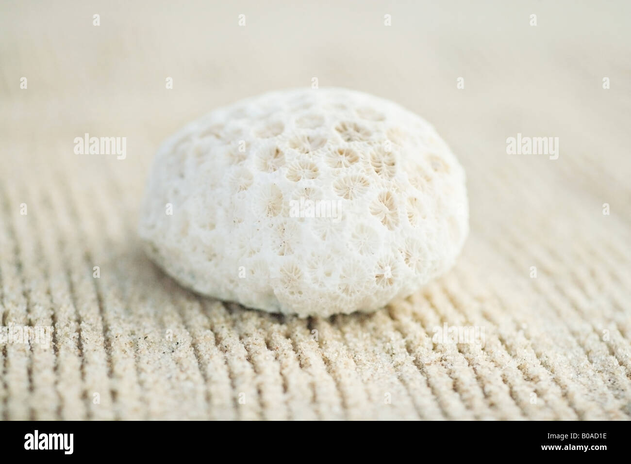 Corallo sulla sabbia rastrellata, close-up Foto Stock