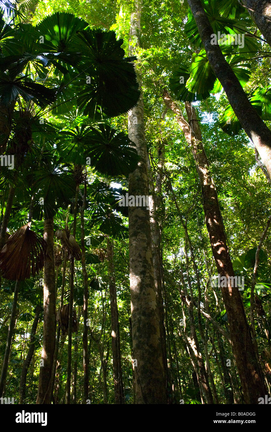 Antica foresta pluviale primaria in il Daintree Australia Foto Stock