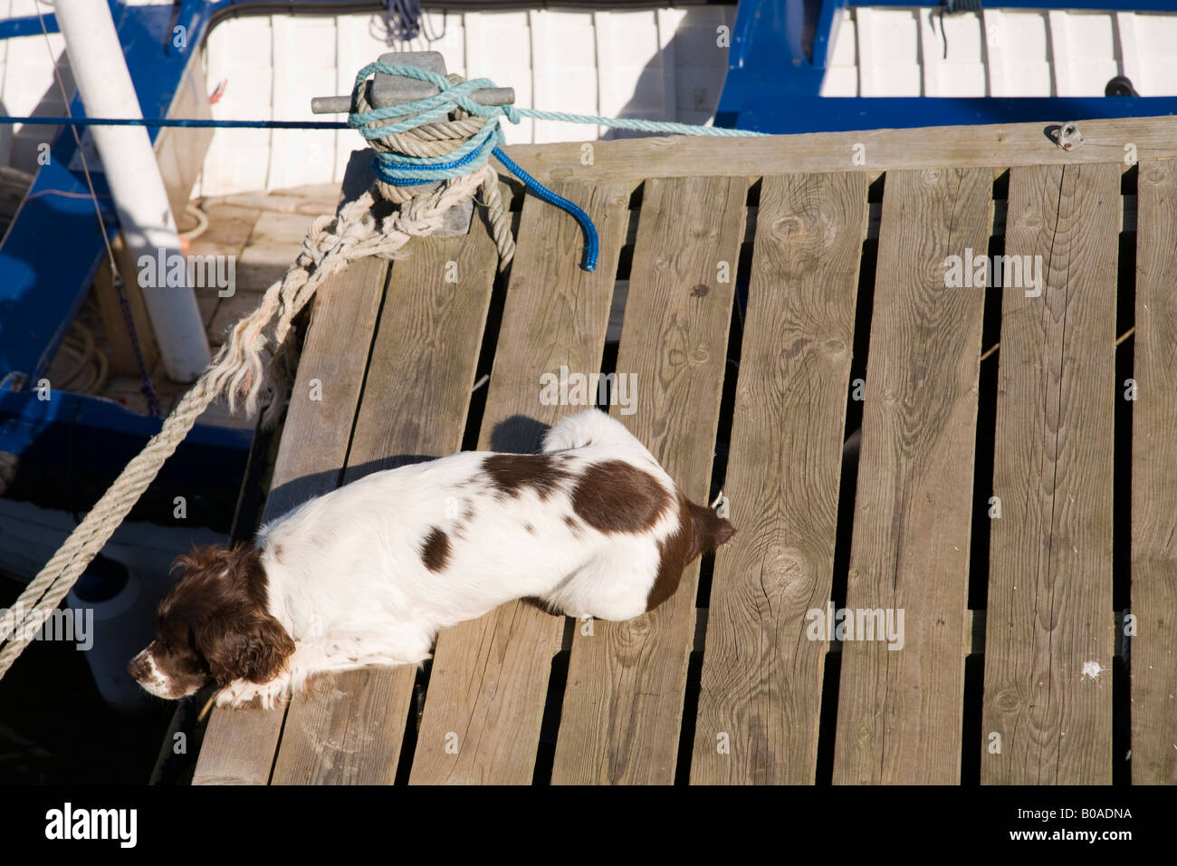 Marrone e bianco cane giacente sul pontone Foto Stock