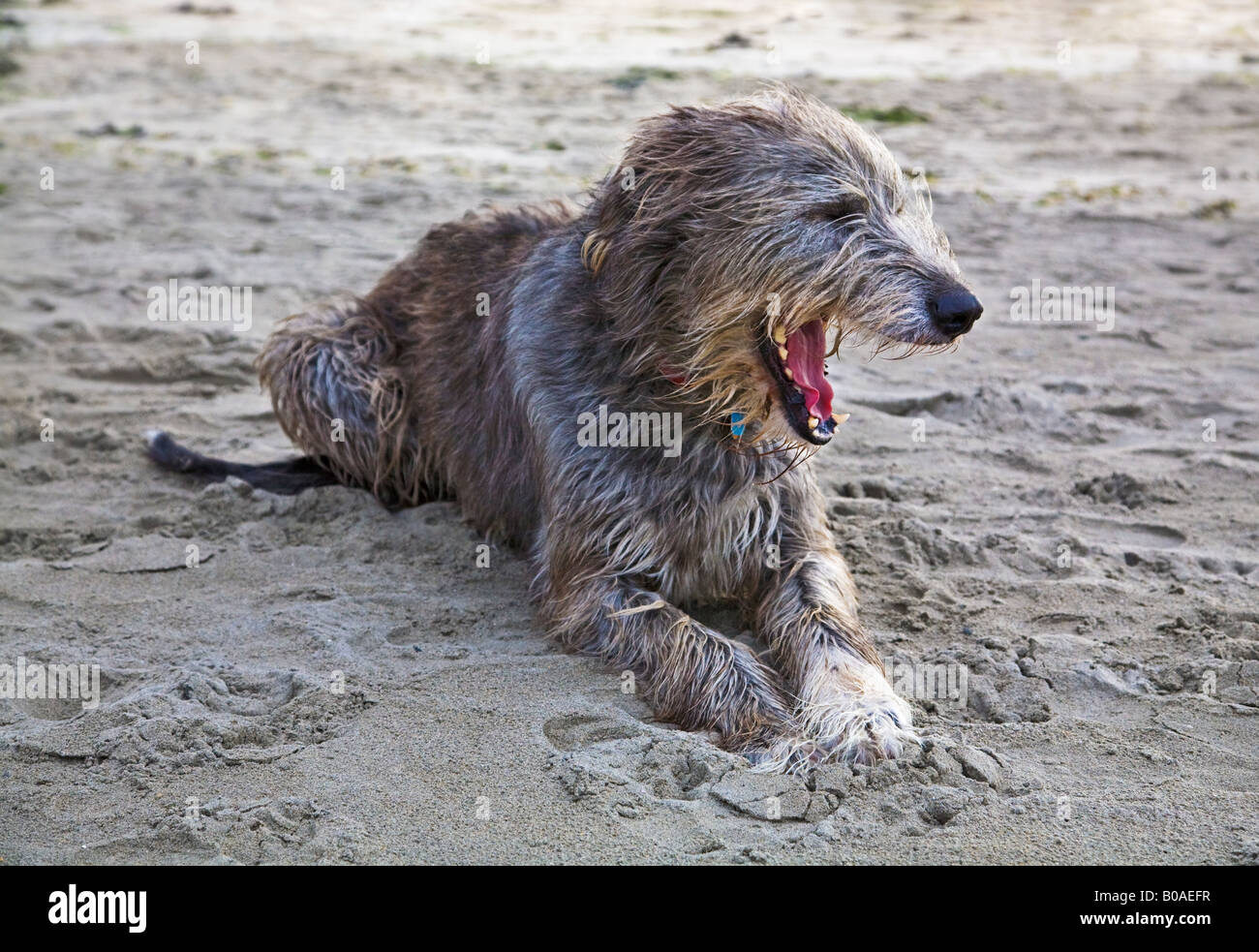 Irish Wolfhound sulla spiaggia Inchidony West Cork in Irlanda Foto Stock