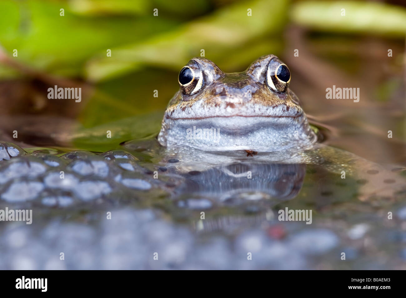 Rana comune (Rana temporaria) in un laghetto in giardino con frogspawn Foto Stock