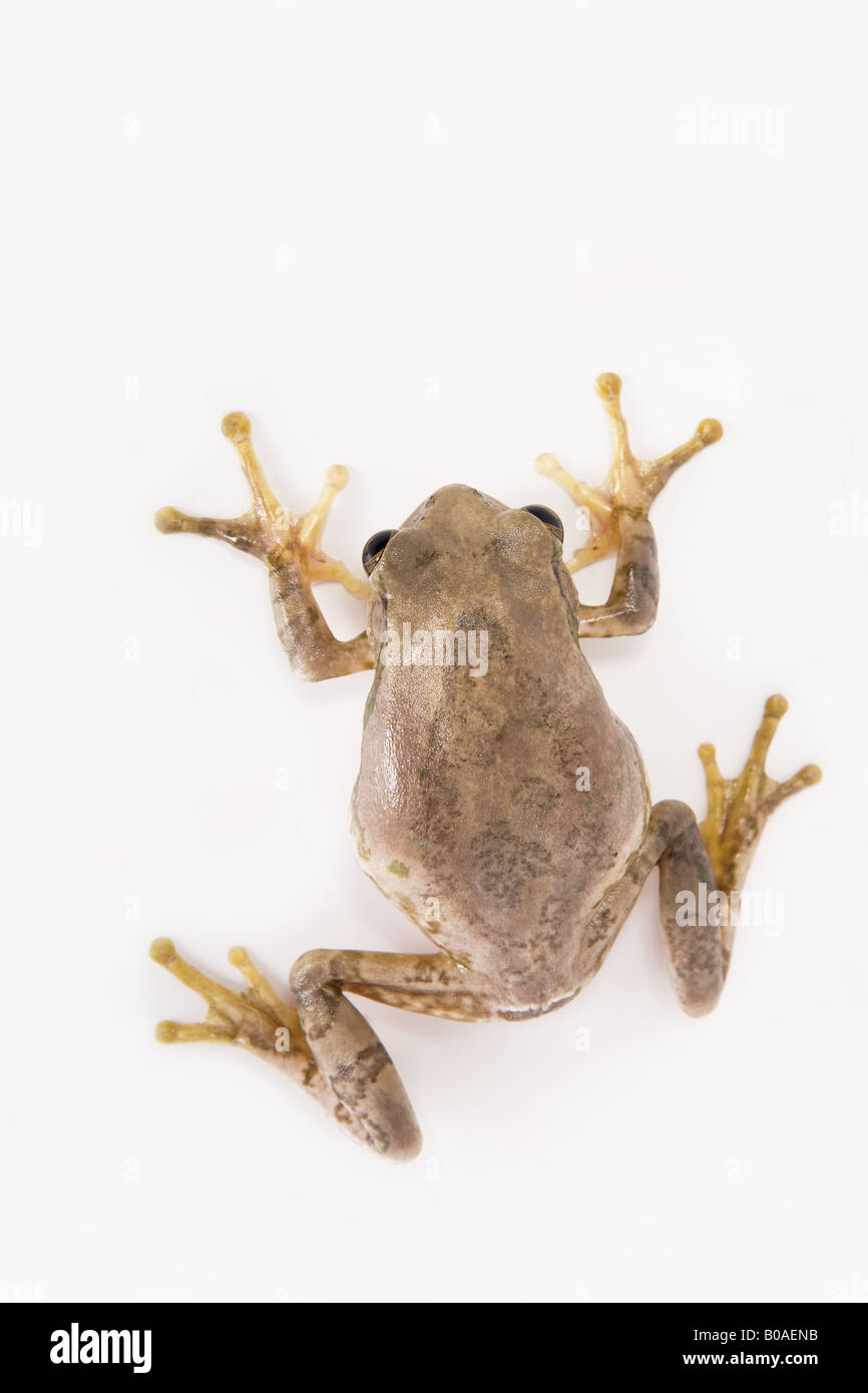 Raganella salire la parete Foto Stock