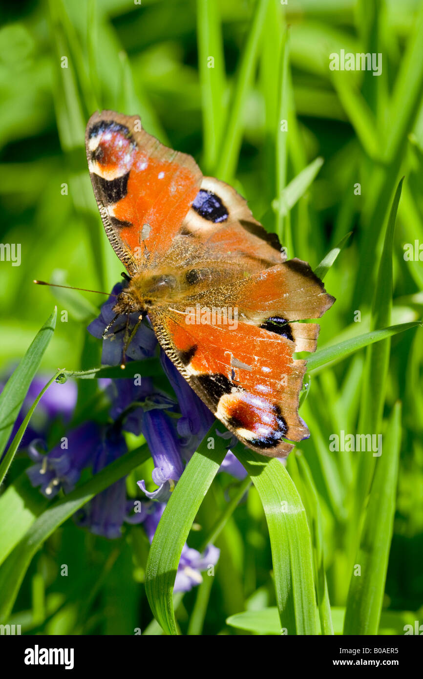 Farfalla pavone su Bluebells Foto Stock