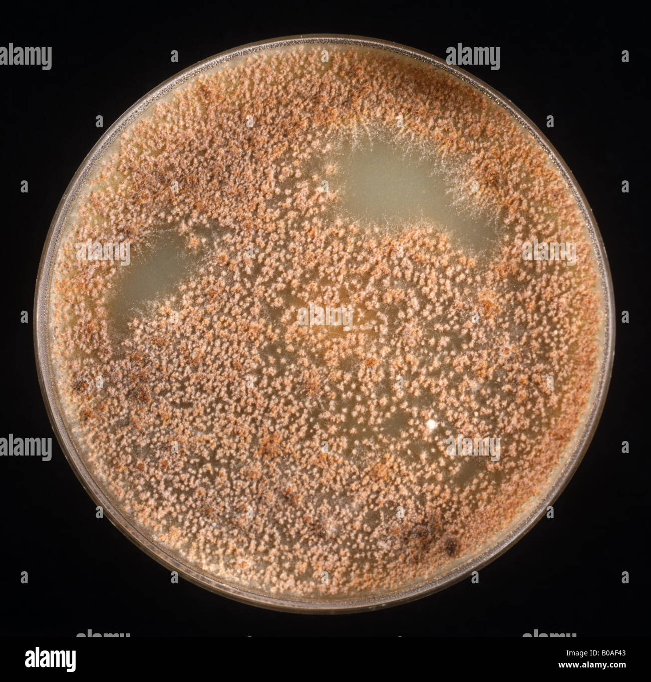 Cultura della macchia fogliare settoria (Phaeosphaeria nodorum) su piatto di Petri CzV8 Foto Stock