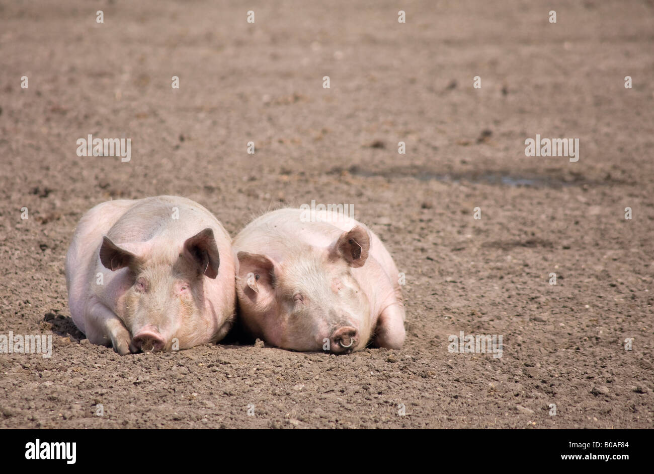 Contenti i suini Foto Stock