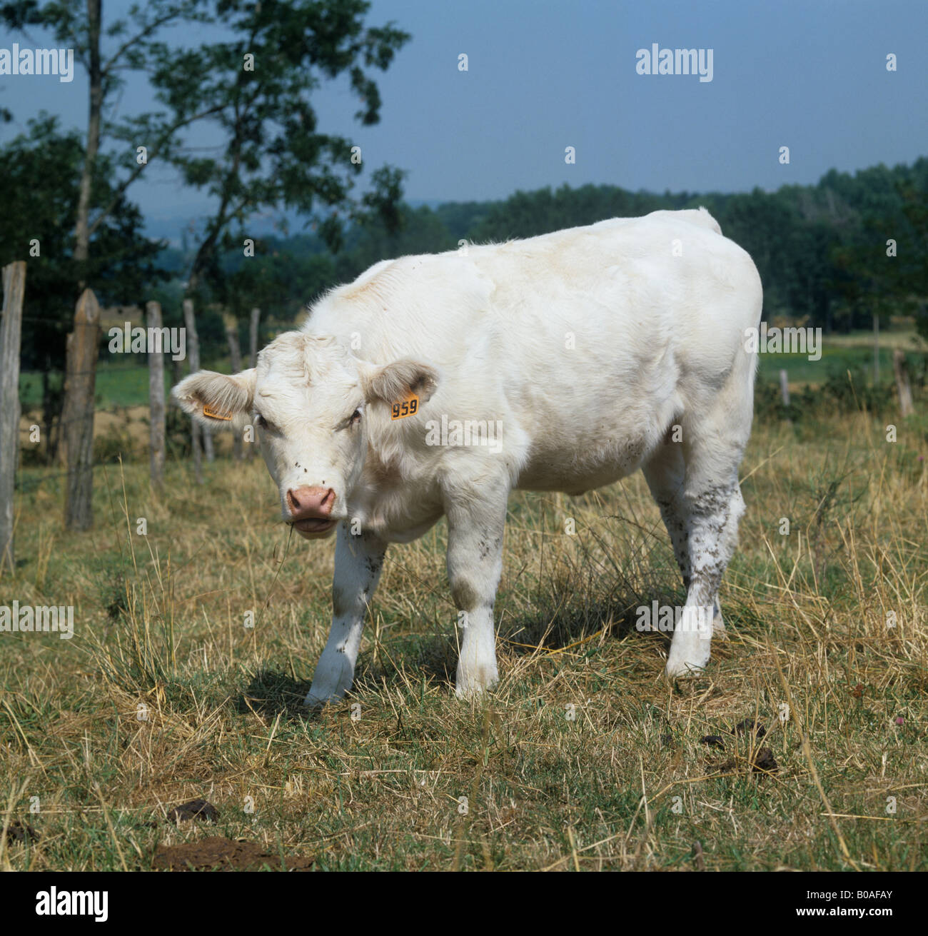 Charolais pascolo di vitello estate secca l'erba in Auvergne Francia Foto Stock