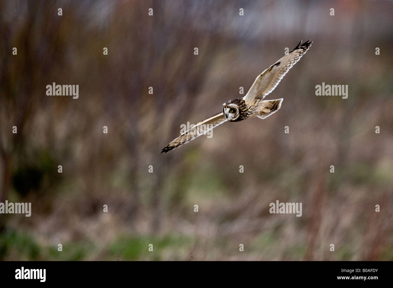 Corto-eared owl (Aseo flammeus) battenti nel selvaggio Foto Stock
