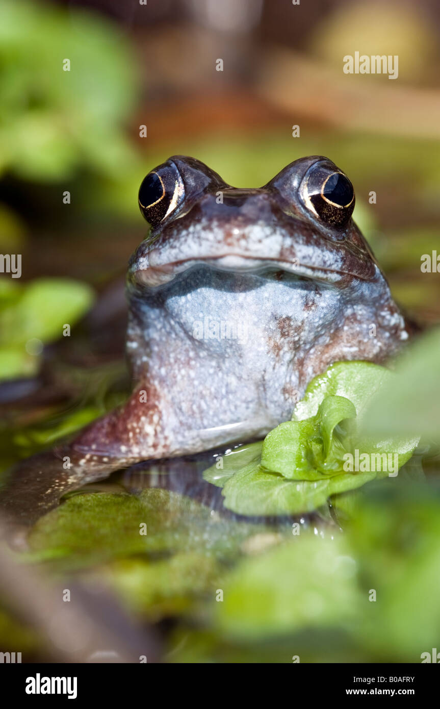 Femmina Rana comune (Rana temporaria) in un laghetto in giardino con frogspawn Foto Stock