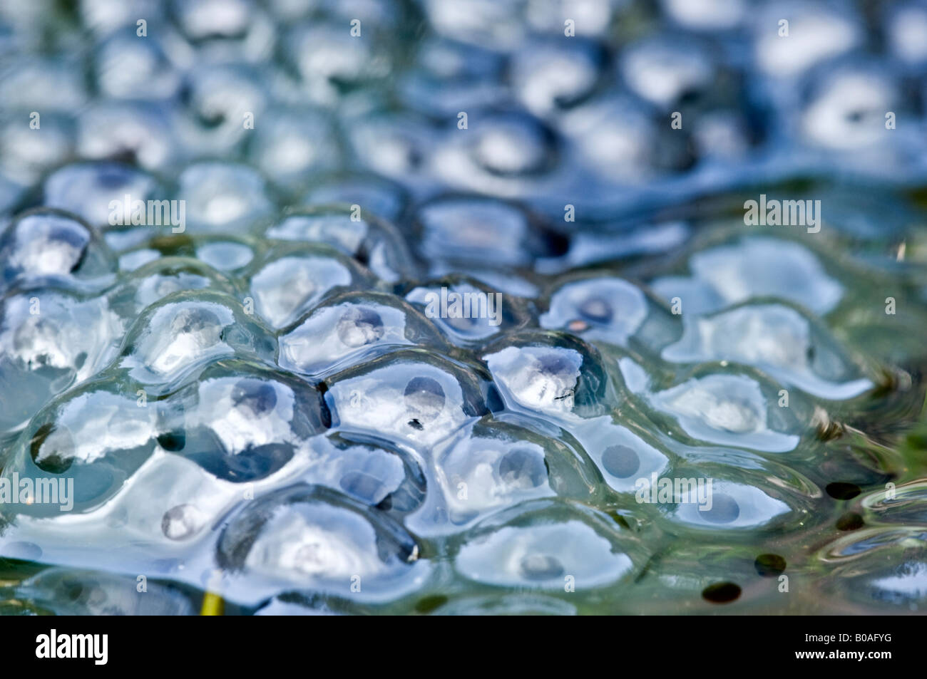 Frogspawn in un laghetto in giardino Foto Stock