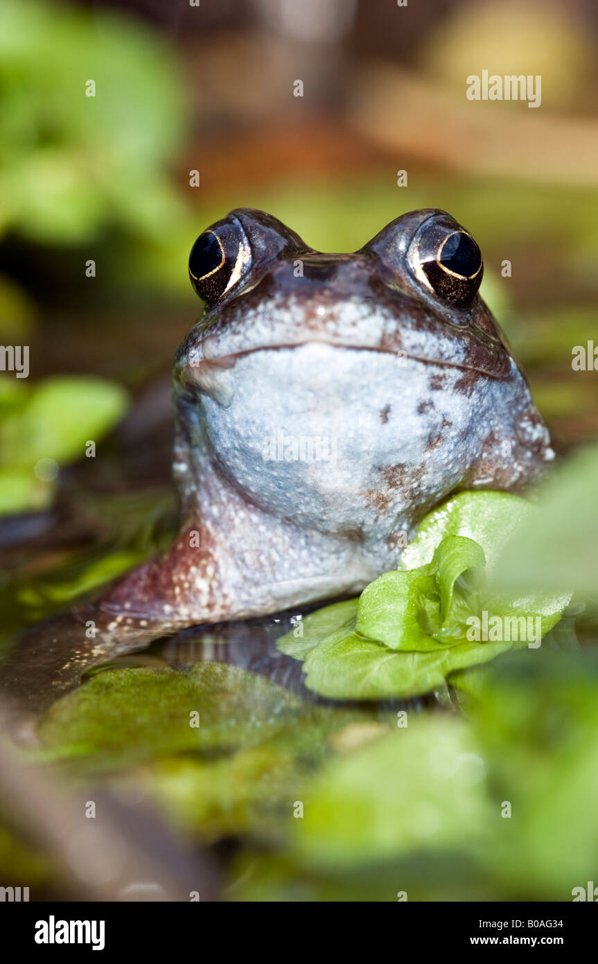 Femmina Rana comune (Rana temporaria) in un laghetto in giardino Foto Stock