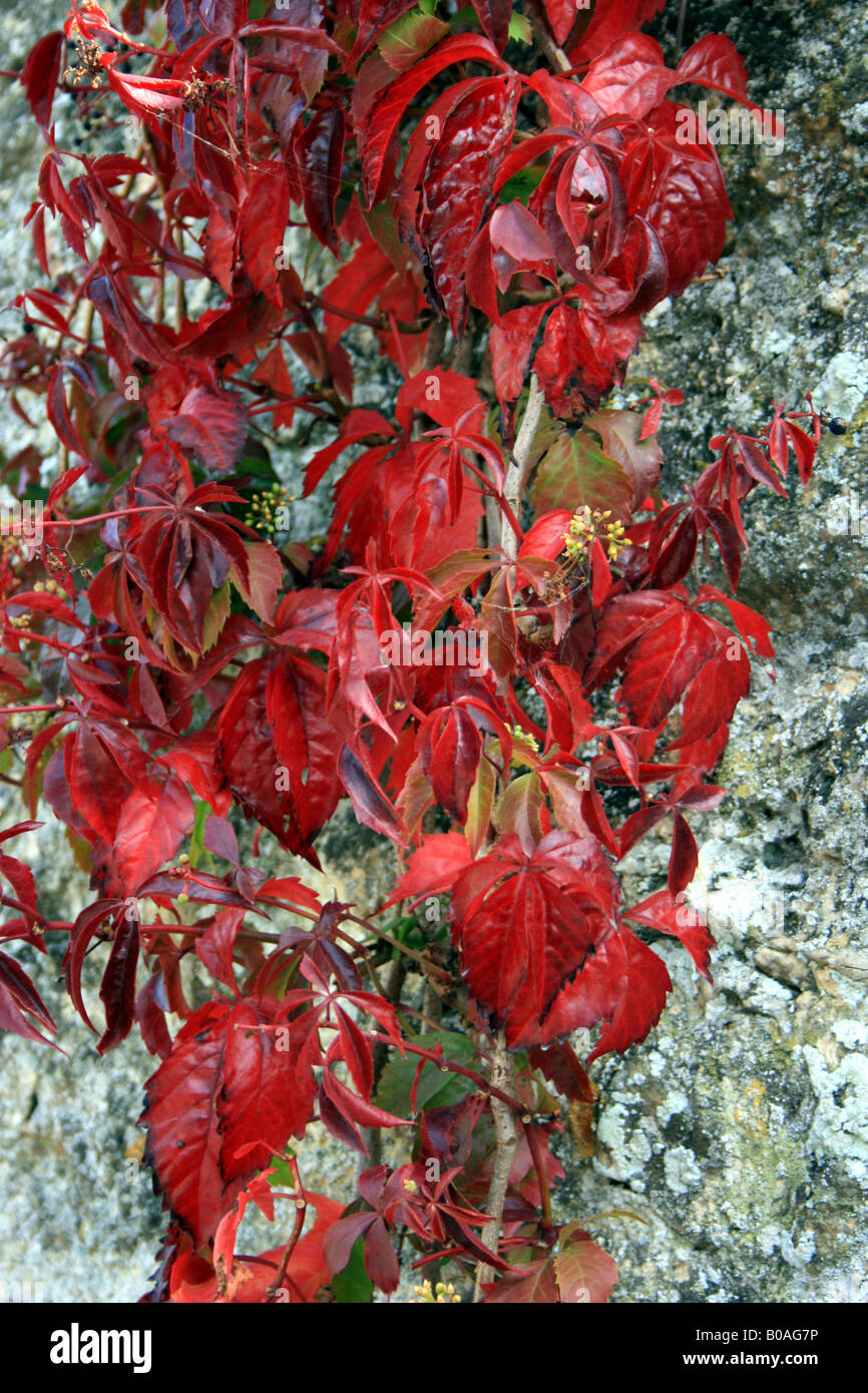 Foglie rosse in autunno sunshine Foto Stock