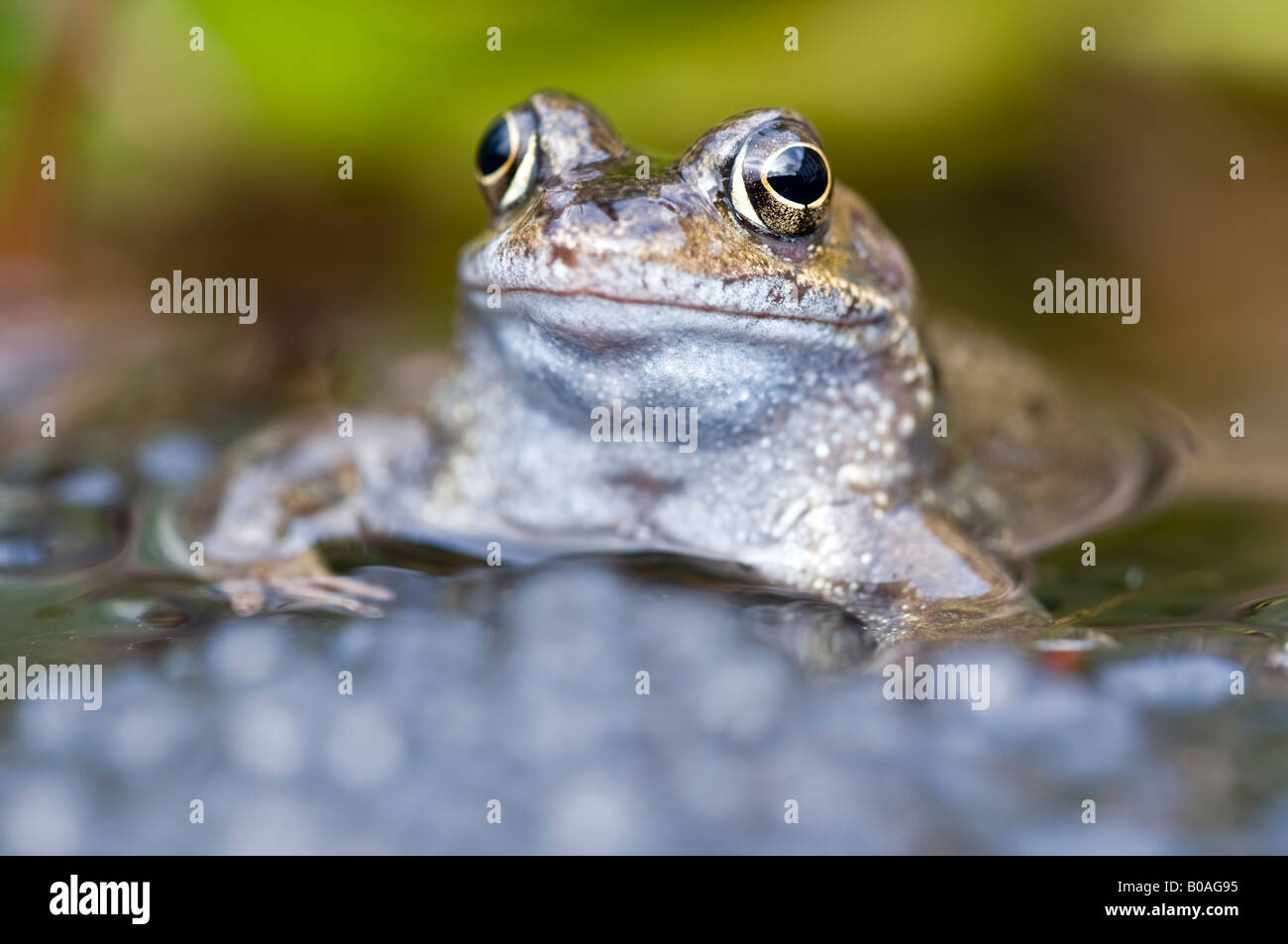 Rana comune (Rana temporaria) in un laghetto in giardino con frogspawn Foto Stock