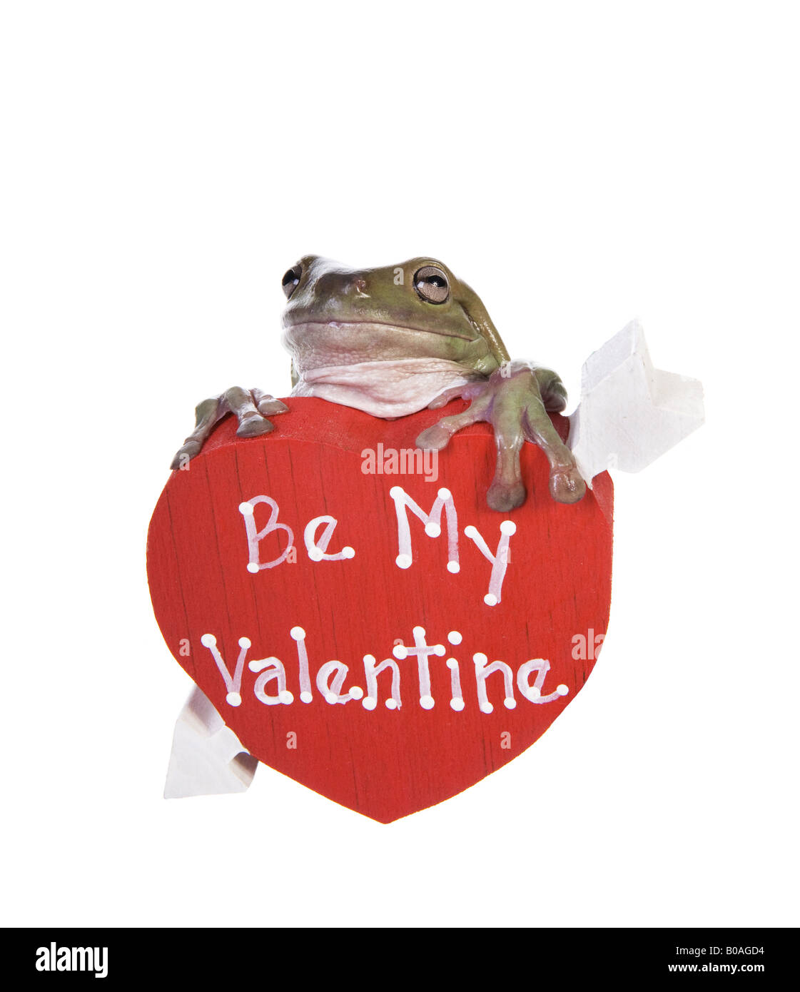 Losca raganella su Valentino Rossi cuore che afferma essere il mio Valentine isolati su sfondo bianco Foto Stock