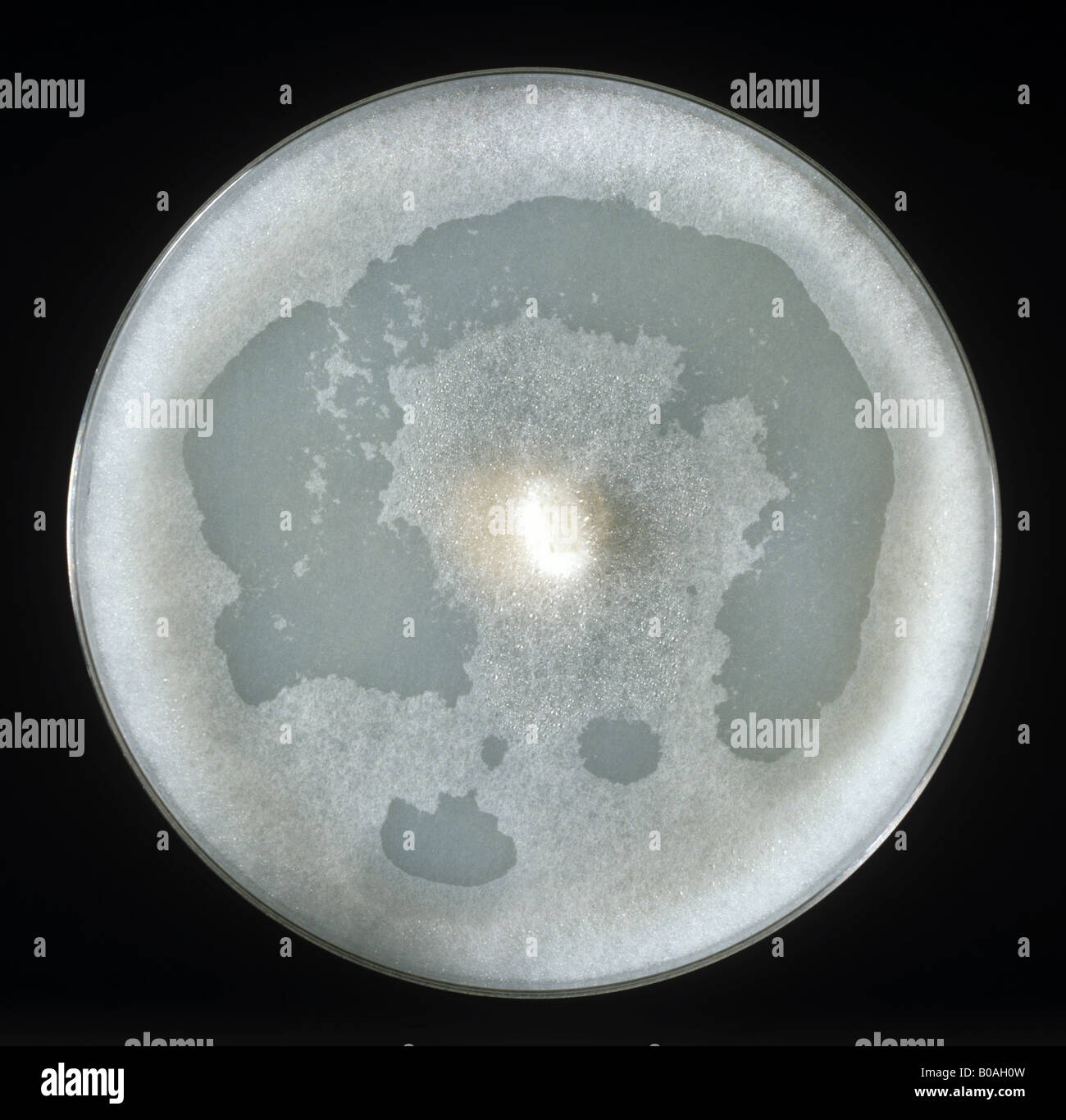 Potato late blight Phytophthora infestans cultura su F2una piastra Foto Stock