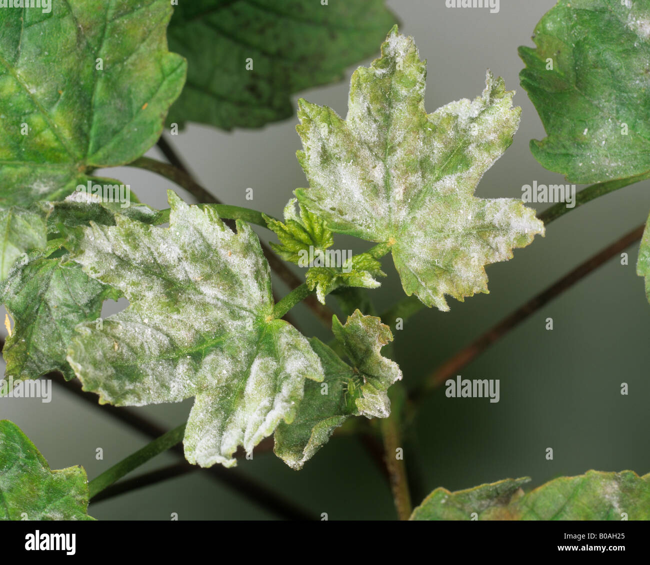 Oidio Erysiphe plantani su giovani foglie di platano Foto Stock