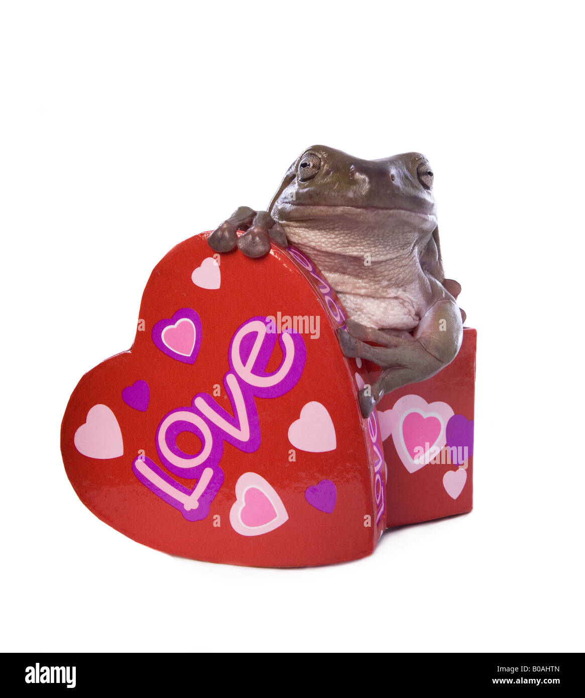 Carino bianco s o losca raganella nel giorno di San Valentino cuore contenitore sagomato che dice amore isolati su sfondo bianco Foto Stock