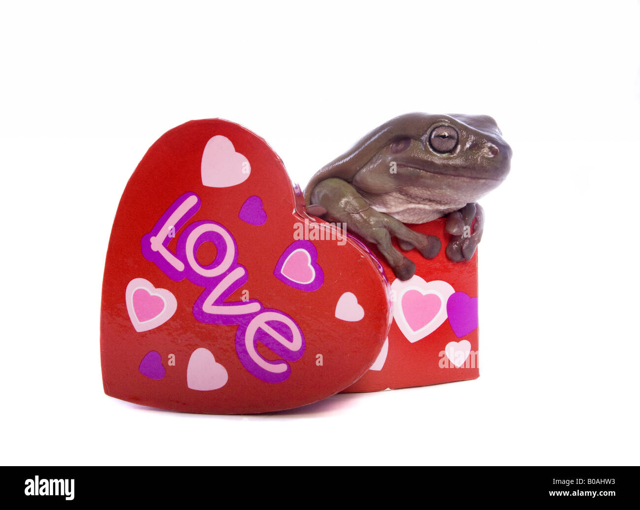 Carino bianco s o losca raganella nel giorno di San Valentino cuore contenitore sagomato che dice amore isolati su sfondo bianco Foto Stock