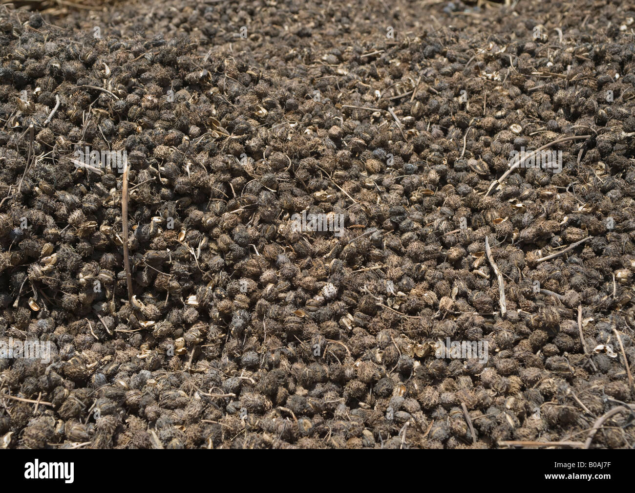 Baccelli di semi di ricino raccolti dalle piante, sono ammessi a secco in area aperta; i baccelli secchi e semi facilmente rimossa. Foto Stock