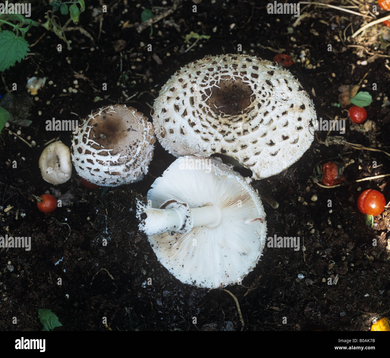 Shaggy parasol fungo Lepiota rhacodes Bohemica fungine cappucci fruttifero sul compost di serra Foto Stock