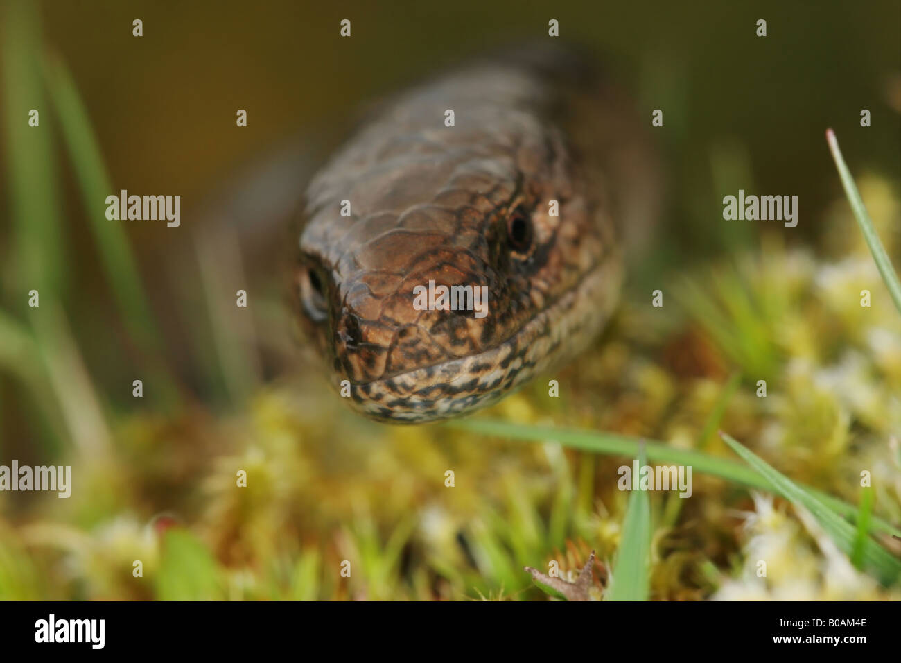 Primo piano della testa di una vite senza fine lenta Anguis fragilis Weardale Regno Unito Foto Stock