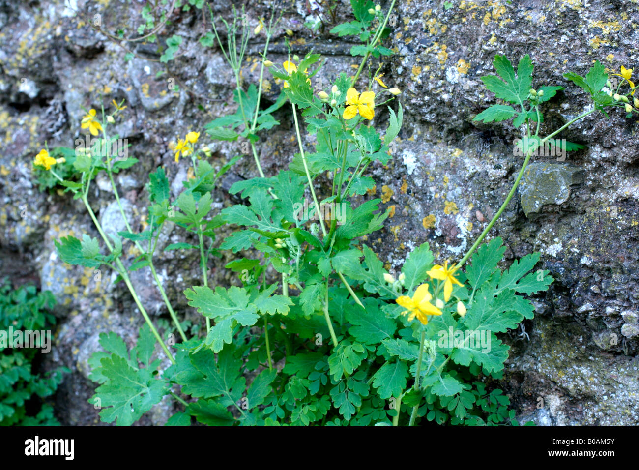 Maggiore CELANDINE CHELIDONIUM MAJUS crescente fuori da una parte parete ombreggiato Foto Stock