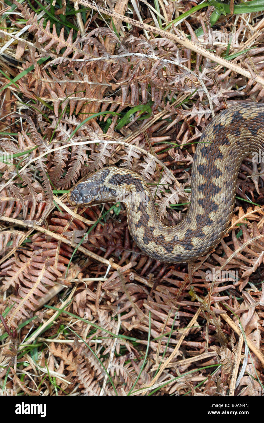 Il sommatore Vipera berus mimetizzata contro morti Bracken sulla brughiera in Weardale Contea di Durham Foto Stock