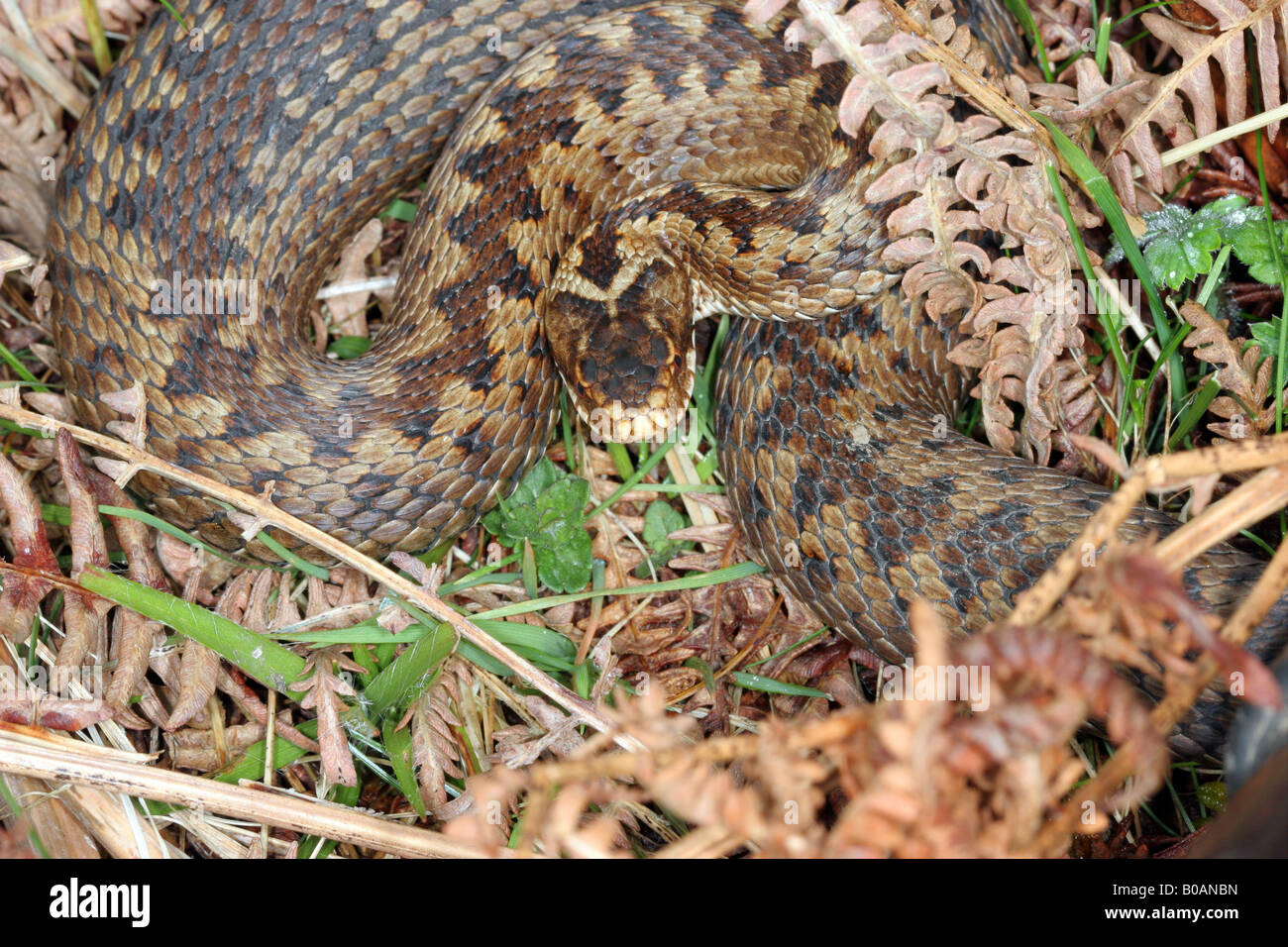 Il sommatore Vipera berus nelle aree montane Habitat Weardale Contea di Durham Foto Stock