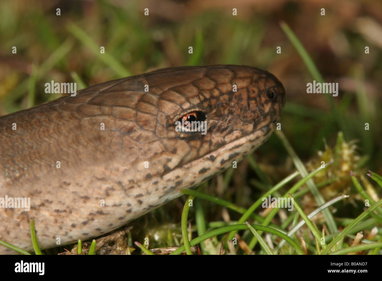 In prossimità della testa di una vite senza fine lenta Anguis fragilis Weardale Contea di Durham Foto Stock