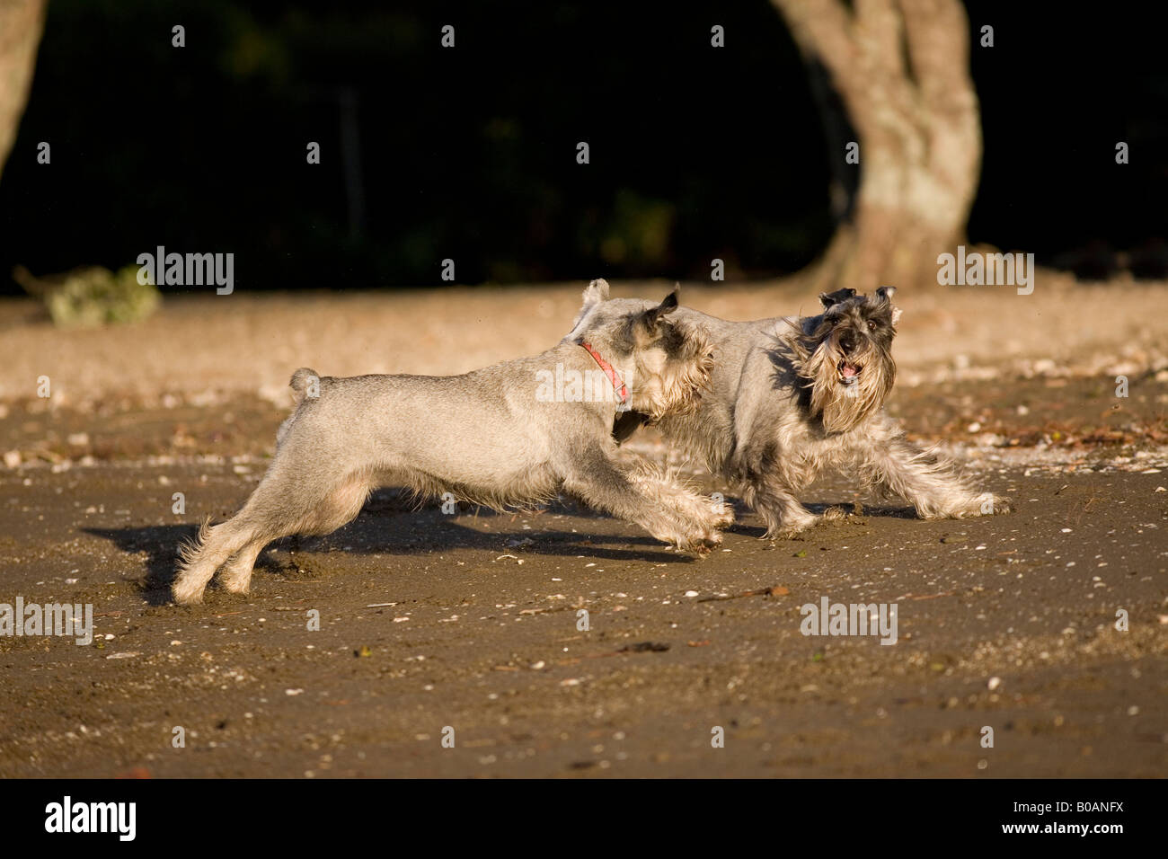 2 Standard Schnauzer Cani giocando sulla spiaggia. Foto Stock