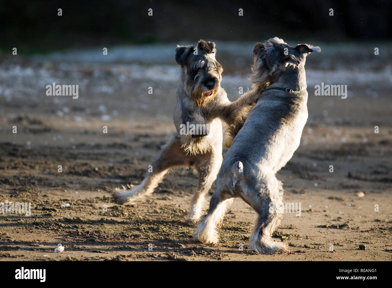 2 Standard Schnauzer Cani giocando sulla spiaggia. Foto Stock