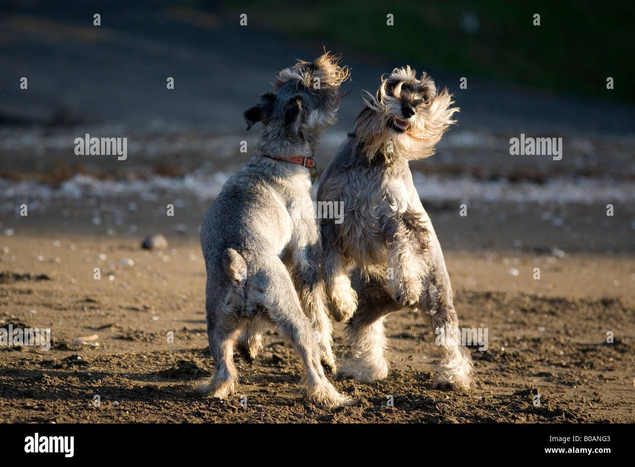 2 Standard Schnauzer Cani giocando sulla spiaggia. Foto Stock