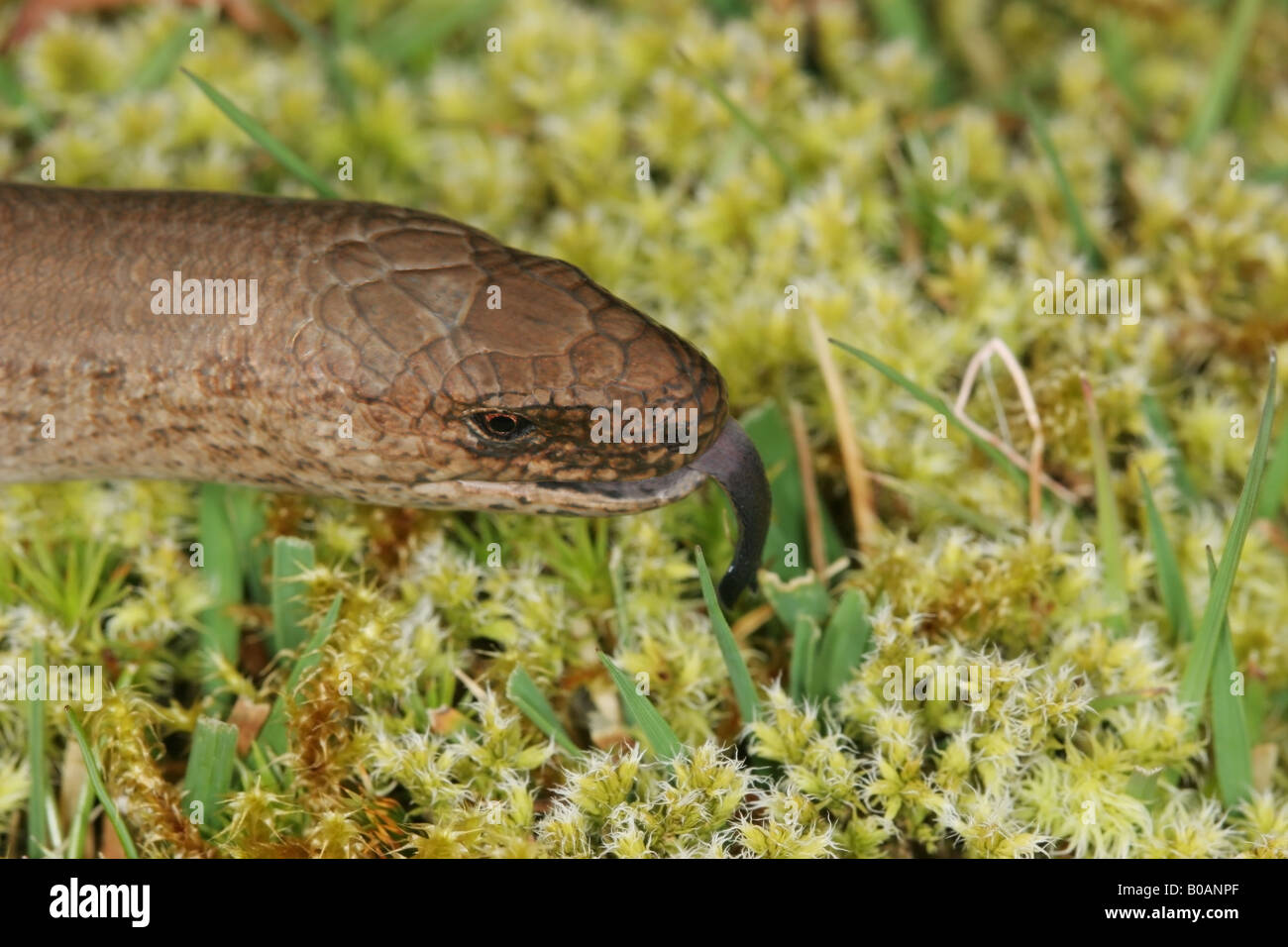 Worm lenta Anguis fragilis Sensing con linguetta Weardale County Durham Regno Unito Foto Stock